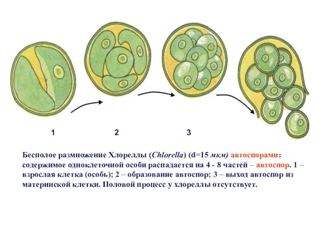 Бесполое размножение Хлореллы (Chlorella) (d=15 мкм) автоспорами: содержимое одноклеточной особи распадается
