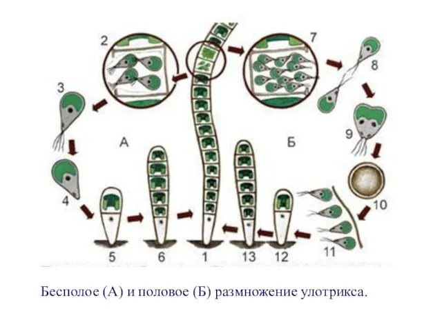 Бесполое (А) и половое (Б) размножение улотрикса.