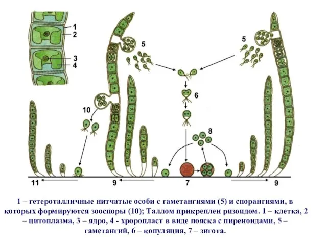 1 – гетероталличные нитчатые особи с гаметангиями (5) и спорангиями, в