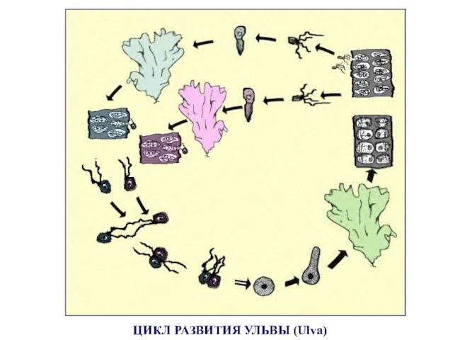 ЦИКЛ РАЗВИТИЯ УЛЬВЫ (Ulva)