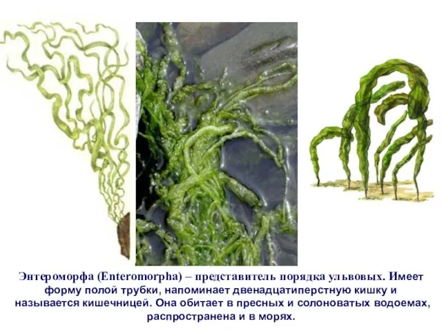 Энтероморфа (Enteromorpha) – представитель порядка ульвовых. Имеет форму полой трубки, напоминает