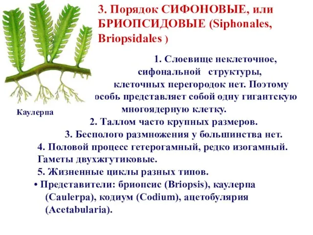 1. Слоевище неклеточное, сифональной структуры, клеточных перегородок нет. Поэтому особь представляет