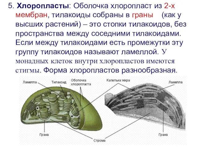 5. Хлоропласты: Оболочка хлоропласт из 2-х мембран, тилакоиды собраны в граны