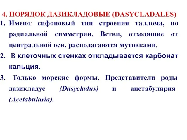 4. ПОРЯДОК ДАЗИКЛАДОВЫЕ (DASYCLADALES) Имеют сифоновый тип строения таллома, но радиальной