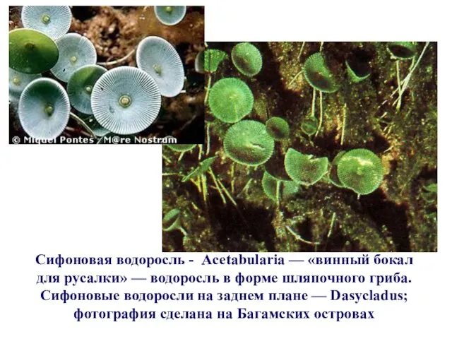 Сифоновая водоросль - Acetabularia — «винный бокал для русалки» — водоросль