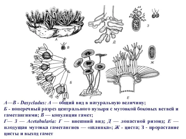 А—В - Dasycladus: А — общий вид в натуральную величину; Б