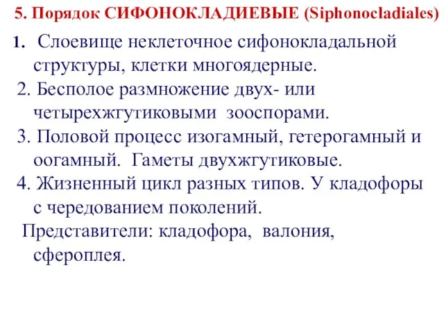 Слоевище неклеточное сифонокладальной структуры, клетки многоядерные. 2. Бесполое размножение двух- или