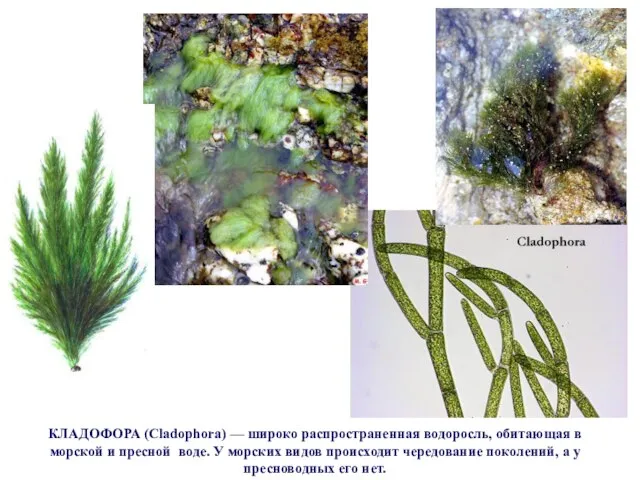 КЛАДОФОРА (Cladophora) — широко распространенная водоросль, обитающая в морской и пресной