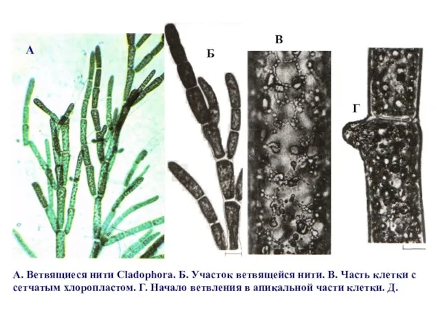 А. Ветвящиеся нити Cladophora. Б. Участок ветвящейся нити. В. Часть клетки