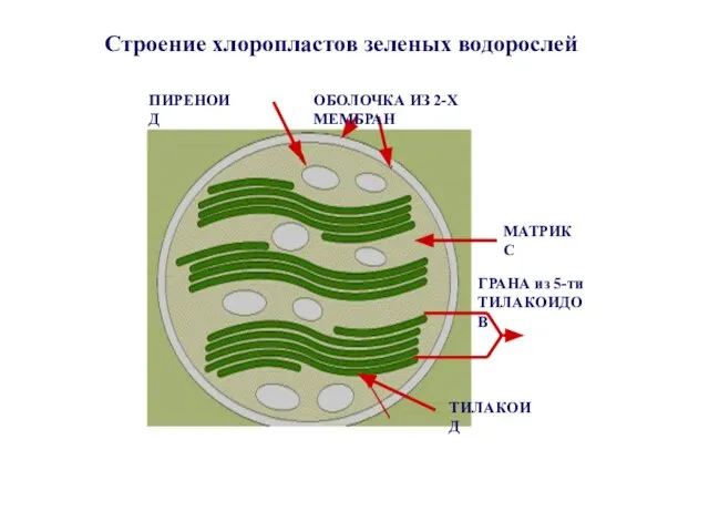 Строение хлоропластов зеленых водорослей