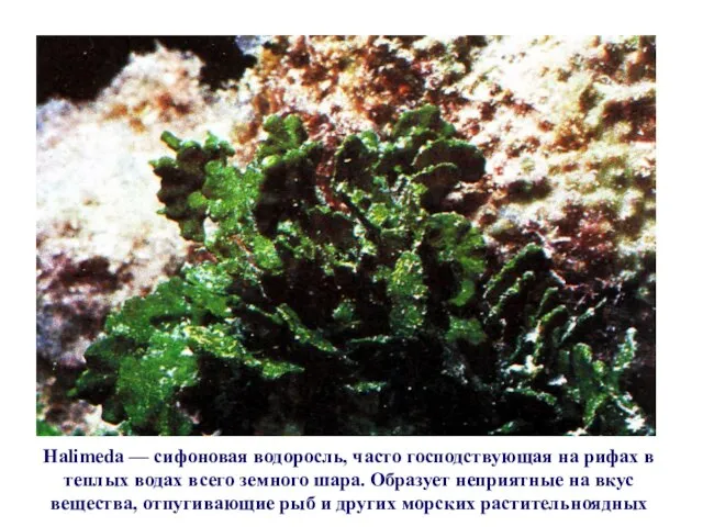 Halimeda — сифоновая водоросль, часто господствующая на рифах в теплых водах