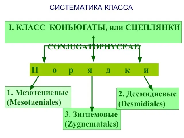 I. КЛАСС КОНЬЮГАТЫ, или СЦЕПЛЯНКИ - CONJUGATOPHYCEAE П о р я