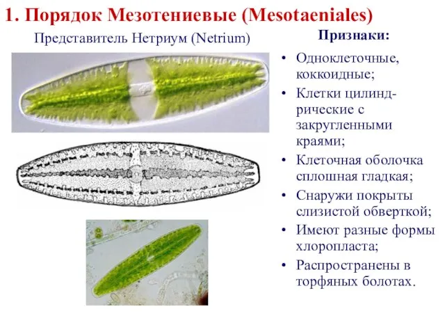 1. Порядок Мезотениевые (Mesotaeniales) Представитель Нетриум (Netrium) Одноклеточные, коккоидные; Клетки цилинд-рические