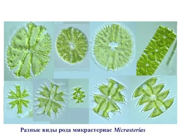 Разные виды рода микрастериас Micrasterias