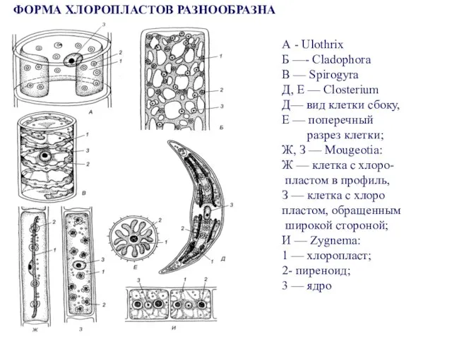 ФОРМА ХЛОРОПЛАСТОВ РАЗНООБРАЗНА А - Ulothrix Б —- Cladophora В —