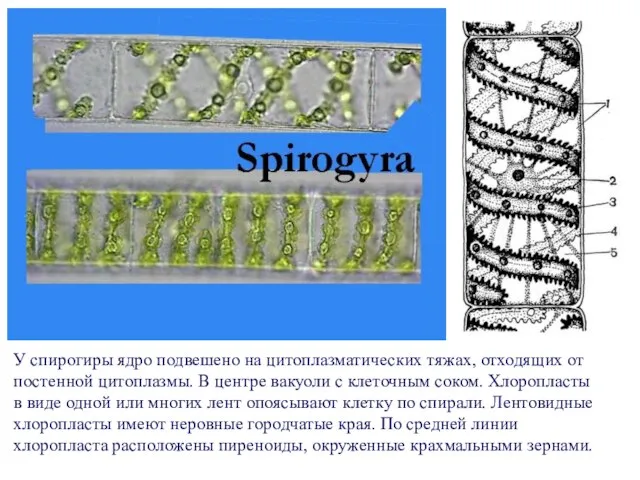 У спирогиры ядро подвешено на цитоплазматических тяжах, отходящих от постенной цитоплазмы.