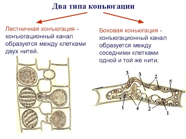 Два типа коньюгации Лестничная конъюгация - конъюгационный канал образуется между клетками