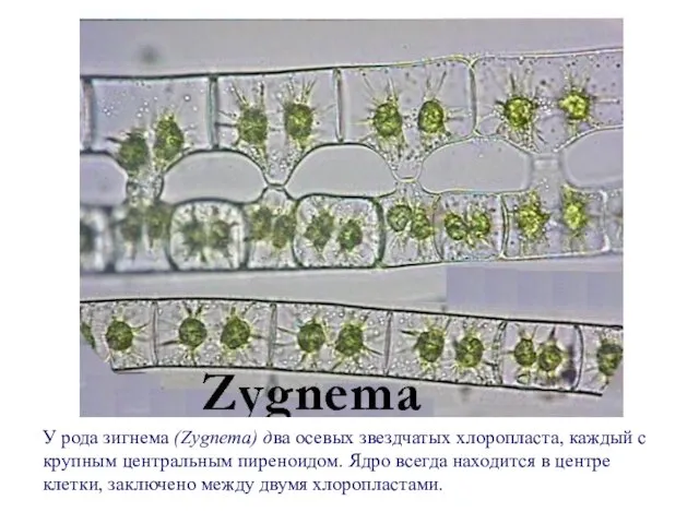 У рода зигнема (Zygnema) два осевых звездчатых хлоропласта, каждый с крупным