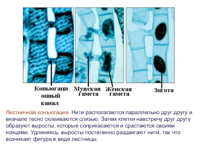 Лестничная конъюгация. Нити располагаются параллельно друг другу и вначале тесно склеиваются