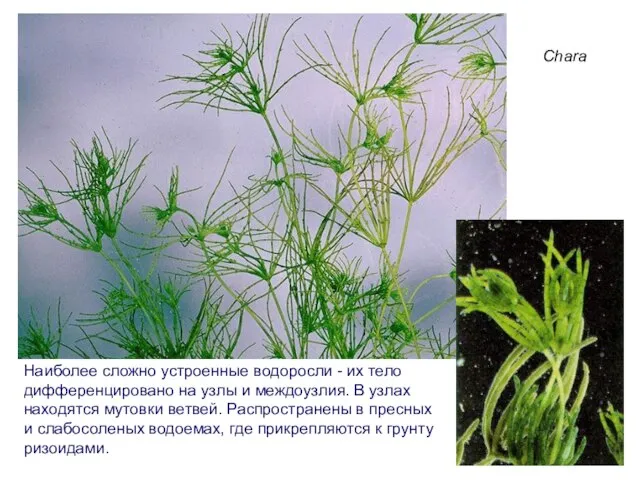 Chara Наиболее сложно устроенные водоросли - их тело дифференцировано на узлы