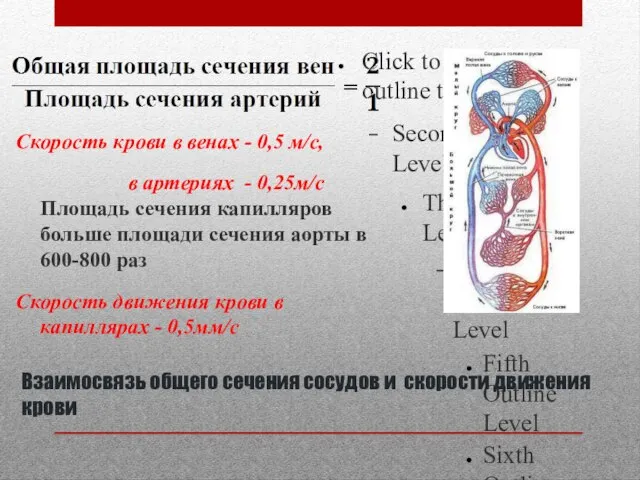 Взаимосвязь общего сечения сосудов и скорости движения крови Скорость крови в