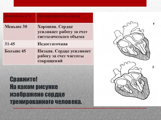 Сравните! На каком рисунке изображено сердце тренированного человека.