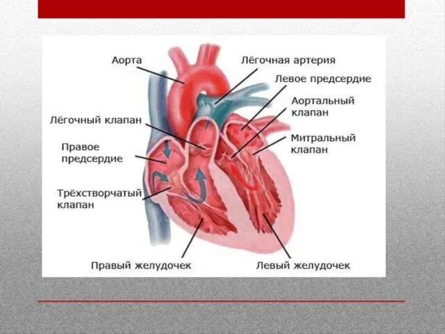 Строение сердца