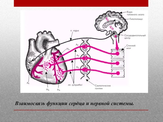 Взаимосвязь функции сердца и нервной системы.