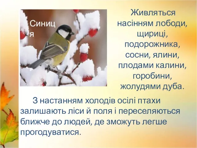 З настанням холодів осілі птахи залишають ліси й поля і переселяються