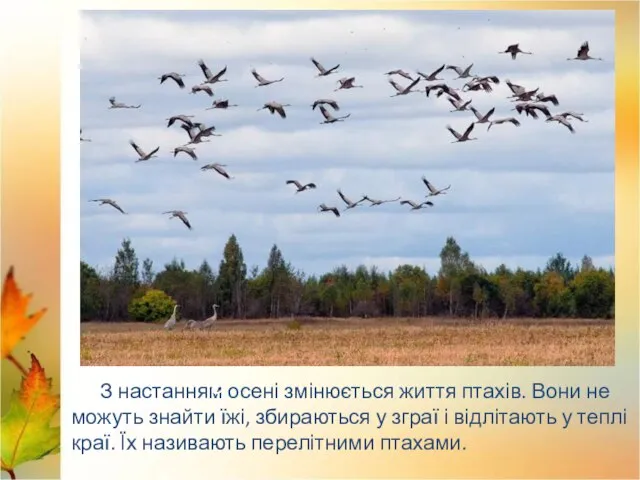 Лебеді Лелека З настанням осені змінюється життя птахів. Вони не можуть