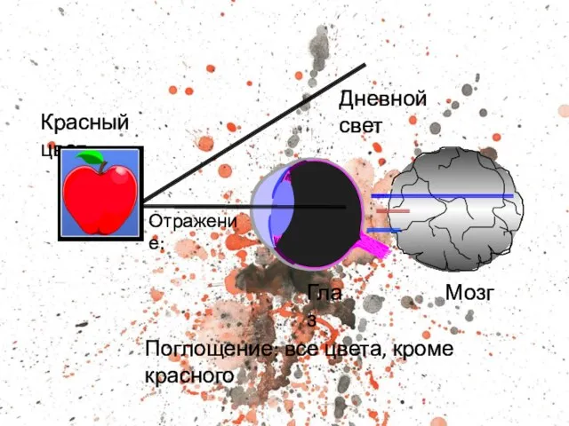 Мозг Глаз Красный цвет Отражение: Дневной свет Поглощение: все цвета, кроме красного