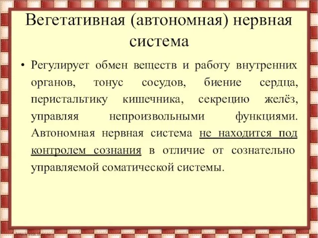 Вегетативная (автономная) нервная система Регулирует обмен веществ и работу внутренних органов,