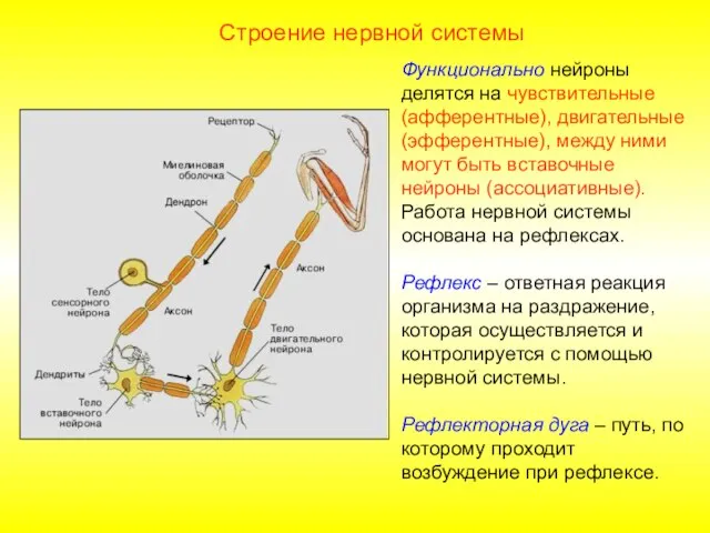 Строение нервной системы Функционально нейроны делятся на чувствительные (афферентные), двигательные (эфферентные),