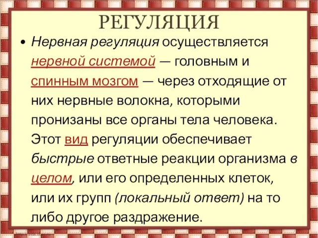 РЕГУЛЯЦИЯ Нервная регуляция осуществляется нервной системой — головным и спинным мозгом