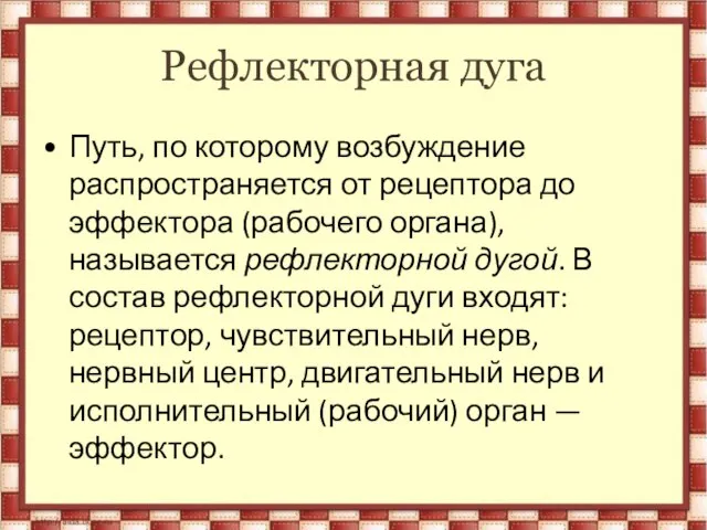 Рефлекторная дуга Путь, по которому возбуждение распространяется от рецептора до эффектора