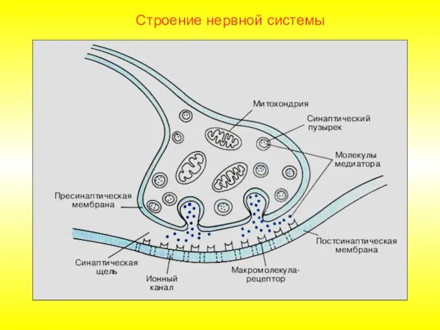 Строение нервной системы