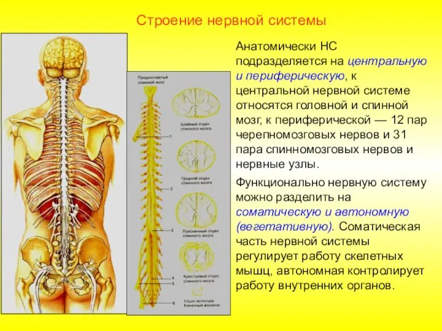 Строение нервной системы Анатомически НС подразделяется на центральную и периферическую, к