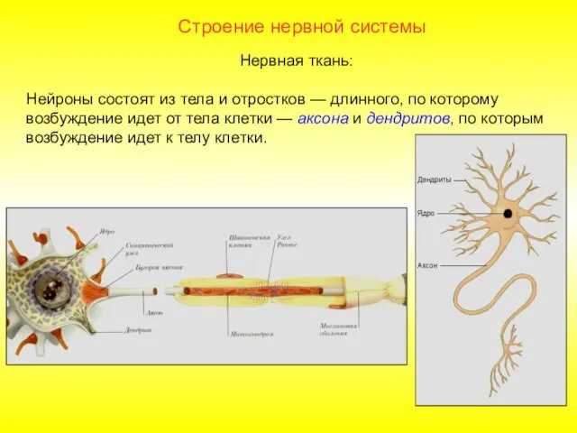 Строение нервной системы Нервная ткань: Нейроны состоят из тела и отростков