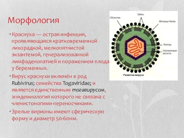 Морфология Краснуха — острая инфекция, проявляющаяся кратковременной лихорадкой, мелкопятнистой экзантемой, генерализованной