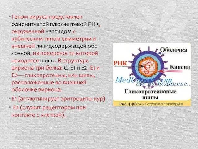 Геном вируса пред­ставлен однонитчатой плюс-нитевой РНК, окруженной капсидом с кубическим типом