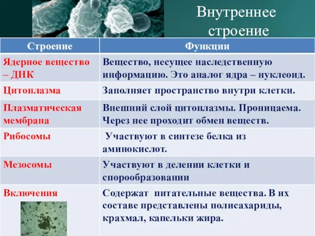 Внутреннее строение