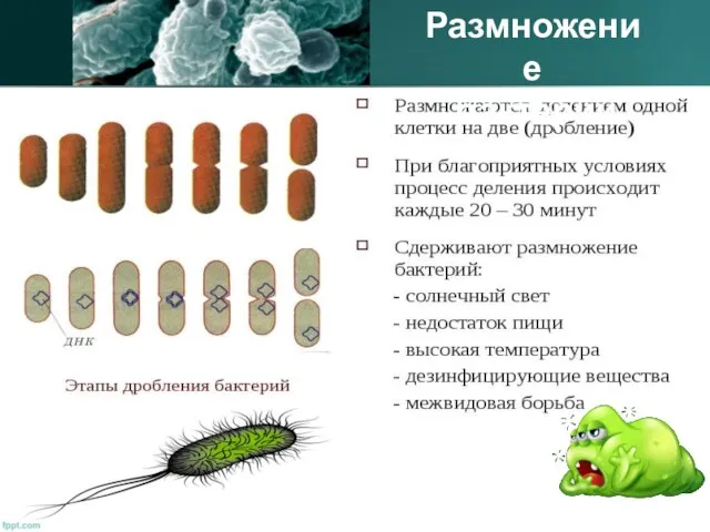 Размножение бактерий