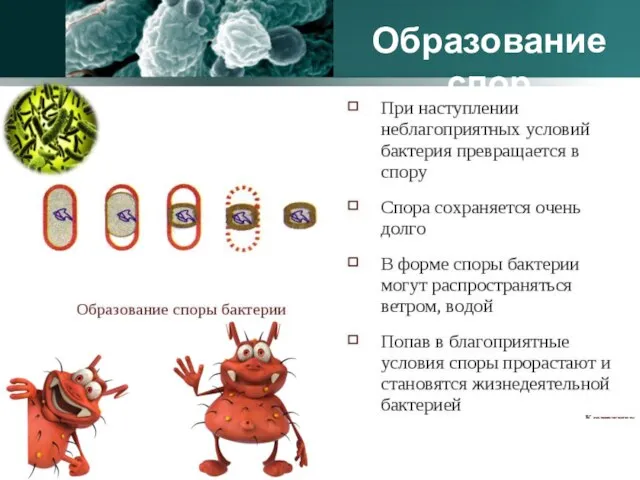 Образование спор