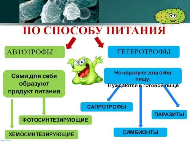 АВТОТРОФЫ ГЕТЕРОТРОФЫ ПАРАЗИТЫ СИМБИОНТЫ ФОТОСИНТЕЗИРУЮЩИЕ ХЕМОСИНТЕЗИРУЮЩИЕ САПРОТРОФЫ Сами для себя образуют