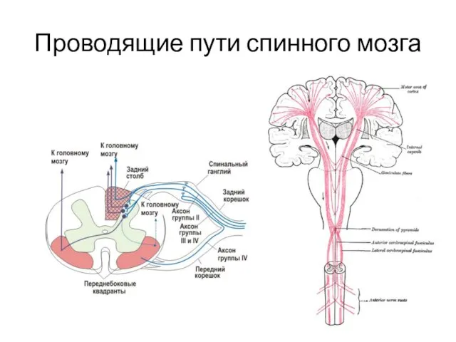 Проводящие пути спинного мозга