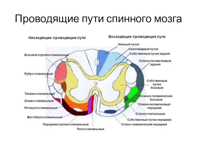 Проводящие пути спинного мозга