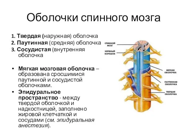 Оболочки спинного мозга 1. Твердая (наружная) оболочка 2. Паутинная (средняя) оболочка