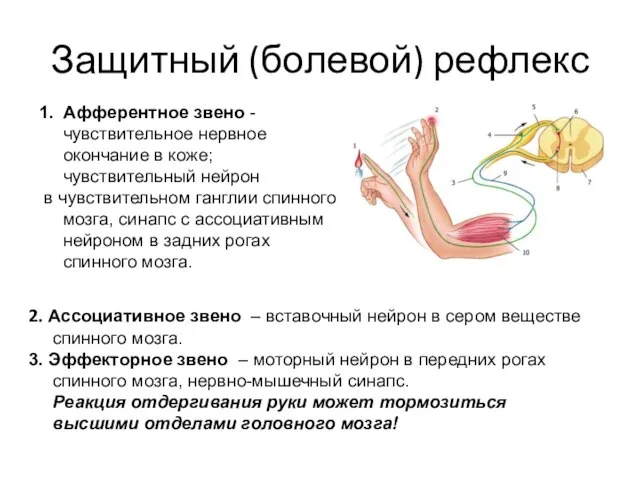 Защитный (болевой) рефлекс 1. Афферентное звено - чувствительное нервное окончание в