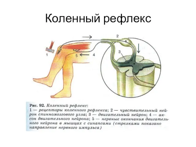 Коленный рефлекс