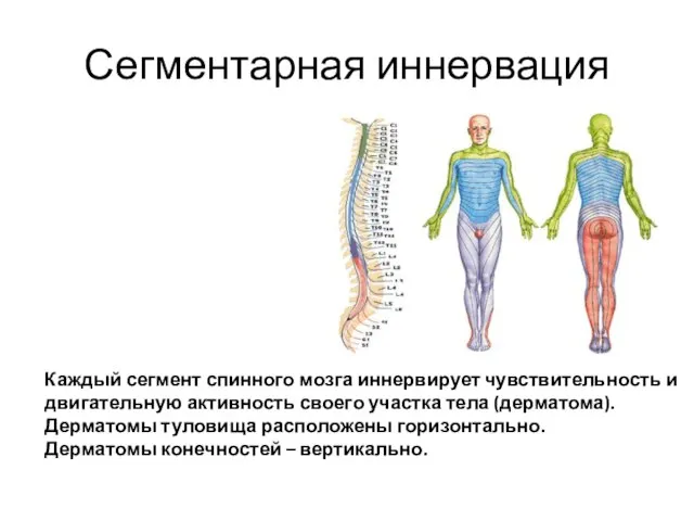 Сегментарная иннервация Каждый сегмент спинного мозга иннервирует чувствительность и двигательную активность